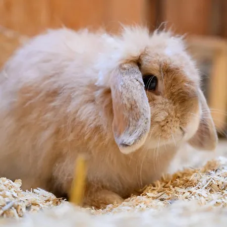 1 - Bauernhof Hopp Vadersdorf Appartement